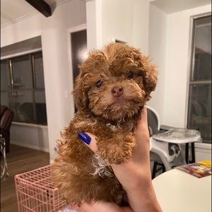 Meet your Posher, Anabel